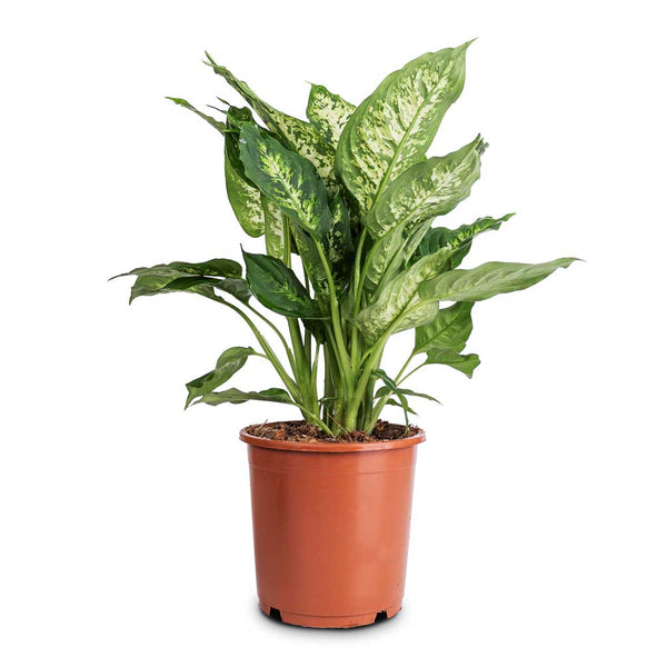 Dieffenbachia Compact Sydney's Plant Market