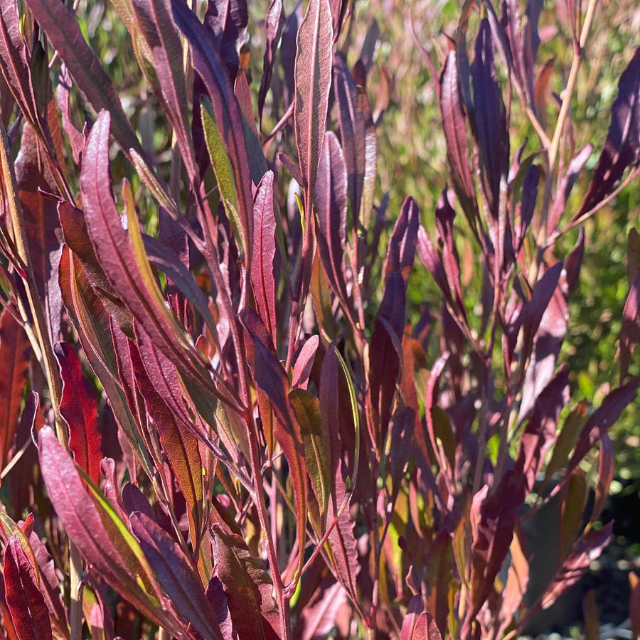 DODONEA VISCOSA PURPUREA - PURPLE HOP BUSH Sydney's Plant Market