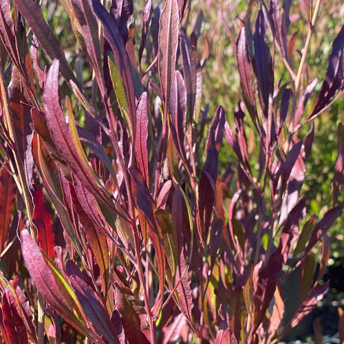 DODONEA VISCOSA PURPUREA - PURPLE HOP BUSH Sydney's Plant Market