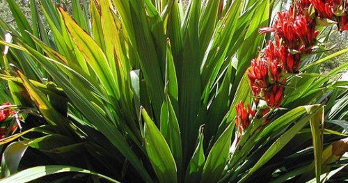 DORYANTHES PALMERI Sydney's Plant Market