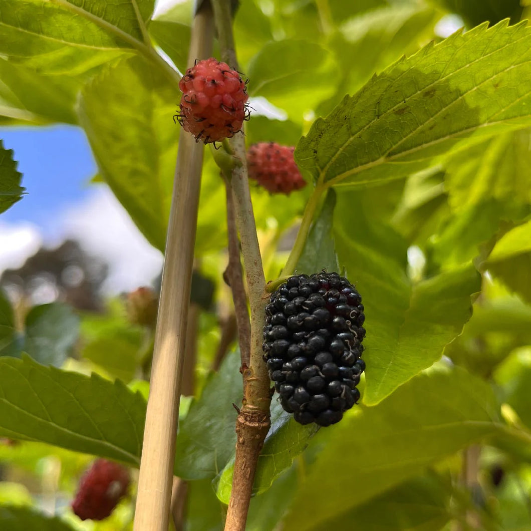 MORUS NIGRA MAJESTIC DWARF MULBERRY 200MM