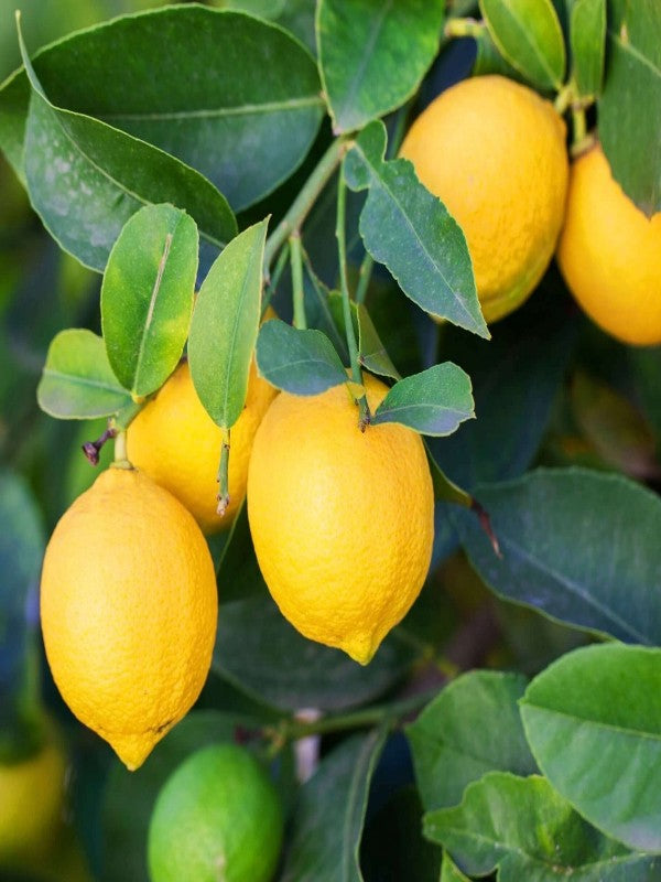 DWARF EUREKA LEMON