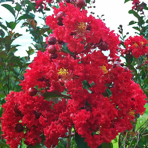 LAGERSTROEMIA INDICA CREPE MYRTLE 'GRANDE RED'