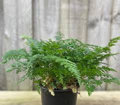 WHITE RABBITS FOOT FERN 200MM