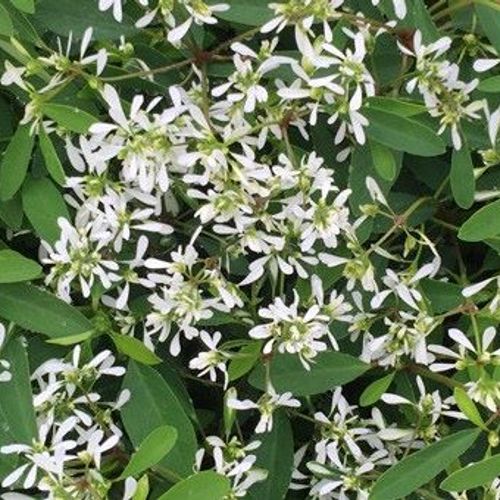 Graceful Spurge (Euphorbia hypericifolia) 7 EUPHORBIA HYPERICIFOLIA 'EUPHORIC WHITE'