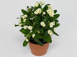 EUPHORBIA HERMES Sydney's Plant Market