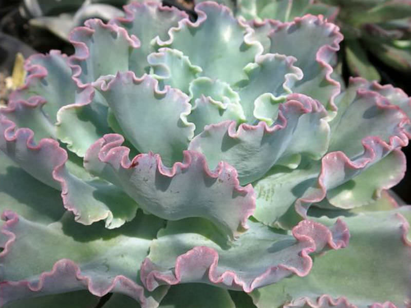 ECHEVERIA BLUE CURLS