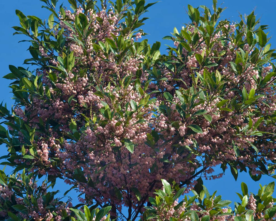 ELAEOCARPUS PRIMMA DONNA