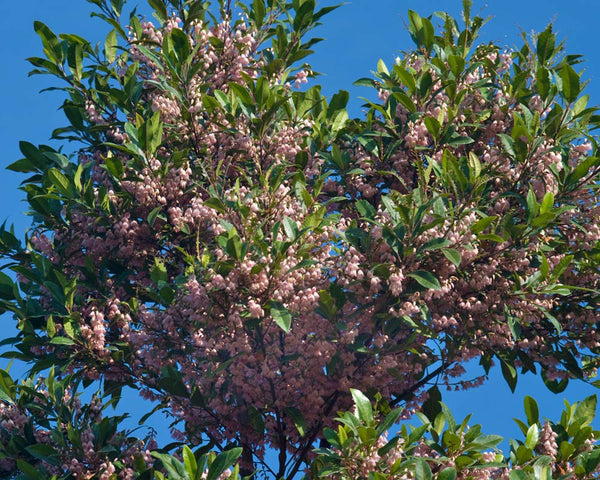 ELAEOCARPUS RETICULATUS
