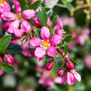 Escallonia Pink Pixie Sydney's Plant Market