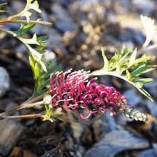 Load image into Gallery viewer, GREVILLEA CARPET LAYER 140MM Sydney&#39;s Plant Market
