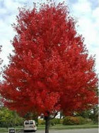 ACER RUBRUM FAIRVIEW FLAME Sydney's Plant Market