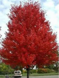 ACER RUBRUM FAIRVIEW FLAME Sydney's Plant Market