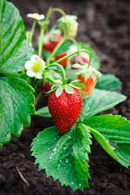 STRAWBERRY 140MM