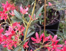 NSW CHRISTMAS BUSH 140MM