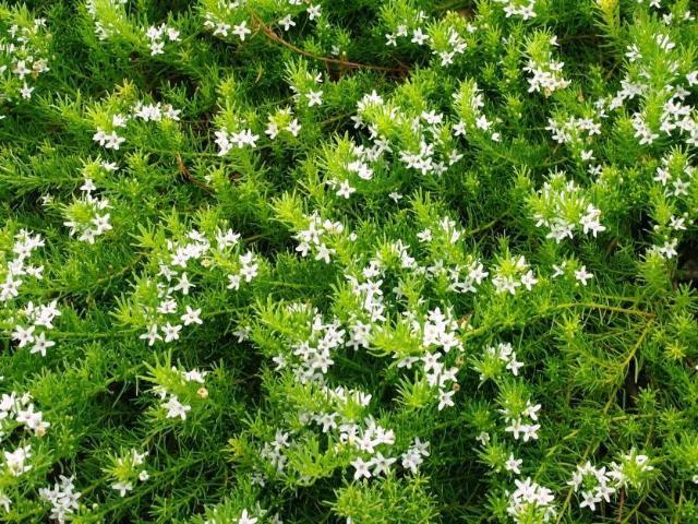 MYOPORUM FINE LEAF