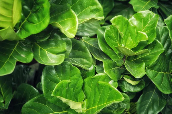 FICUS LYRATA - FIDDLE LEAF FIG Sydney's Plant Market