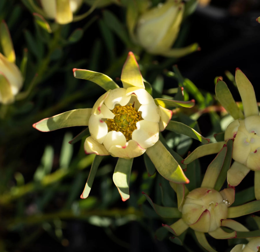 LEUCADENDRON SALIGNUM 'FIREGLOW'