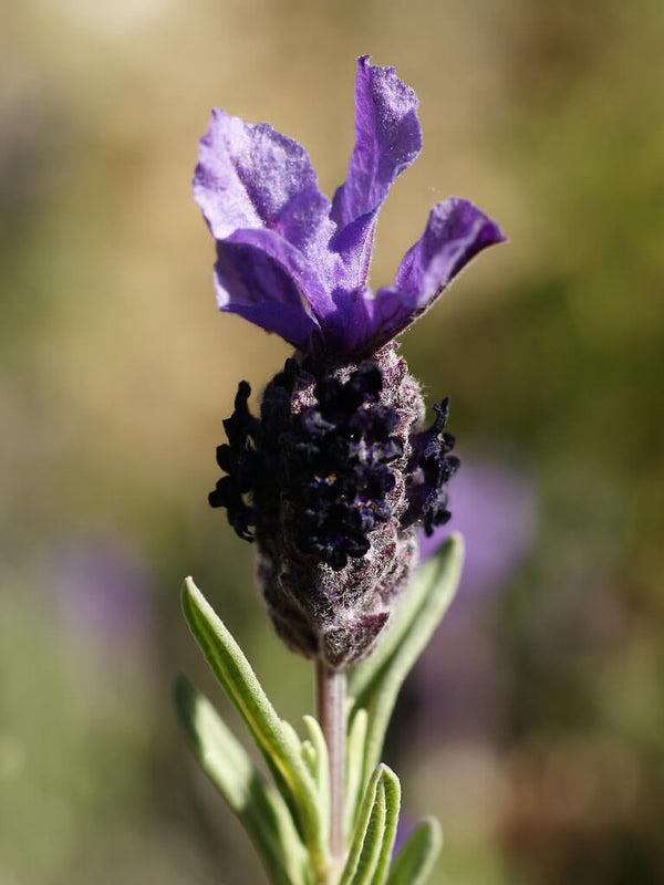 LAVENDER FRENCH - LAVANDULA STOECHAS Sydney's Plant Market