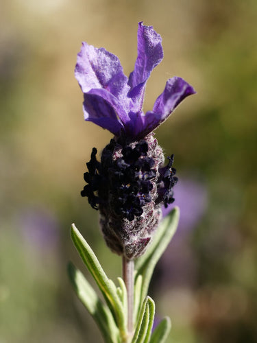 LAVENDER FRENCH - LAVANDULA STOECHAS Sydney's Plant Market