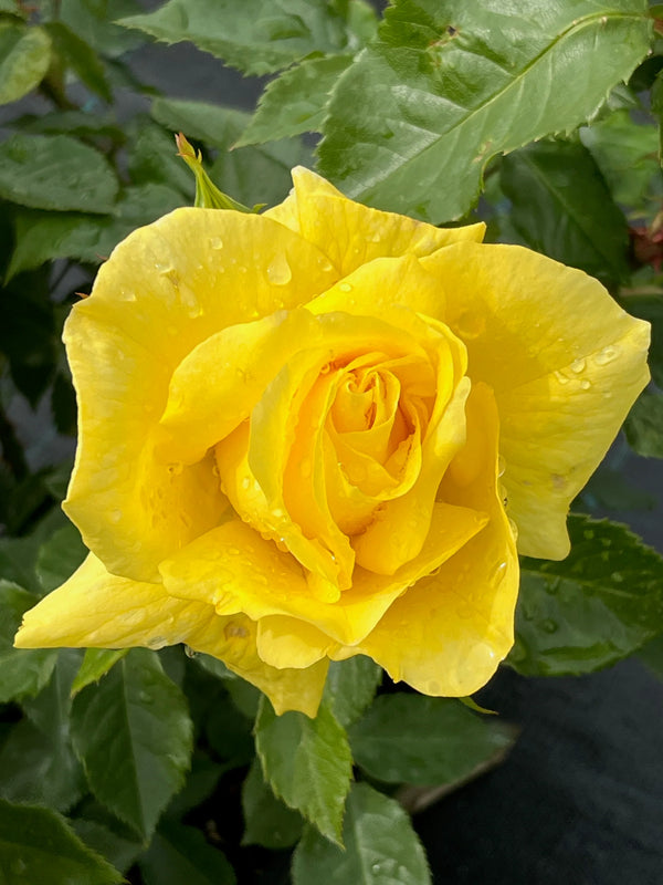 ROSA 'FRIESIA' ROSE