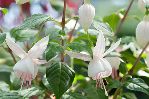 FUCHSIA BASKETS Sydney's Plant Market