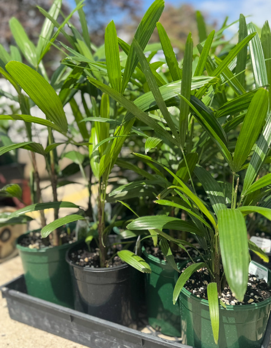 RHAPIS PALM - LADY PALM - Sydney's Plant Market