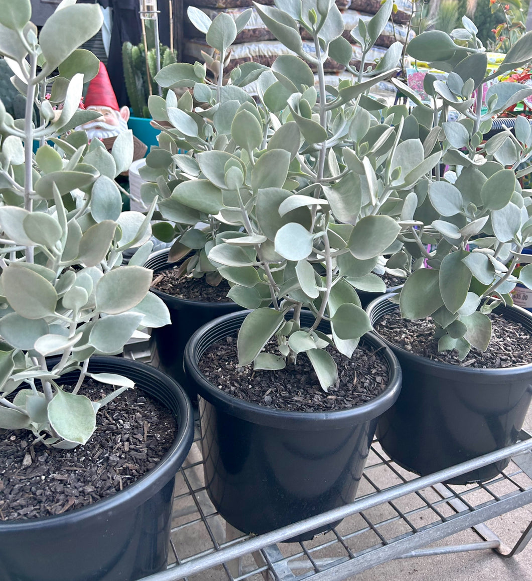 KALANCHOE SILVER SPOON 270MM