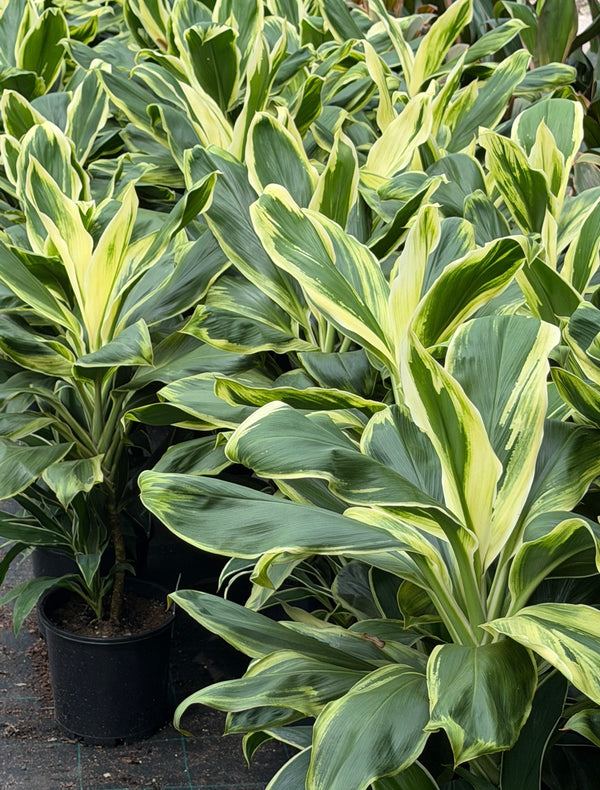 CORDYLINE FRUITICOSA 'TROPIC SNOW'