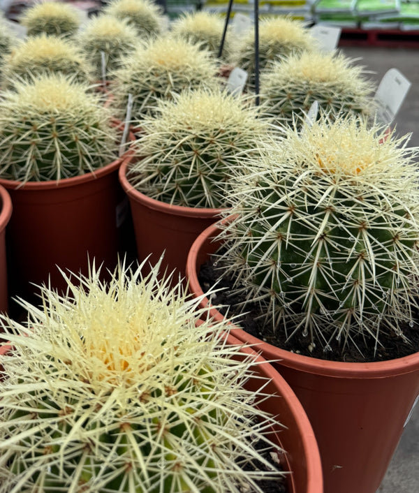 GOLDEN BARREL CACTUS