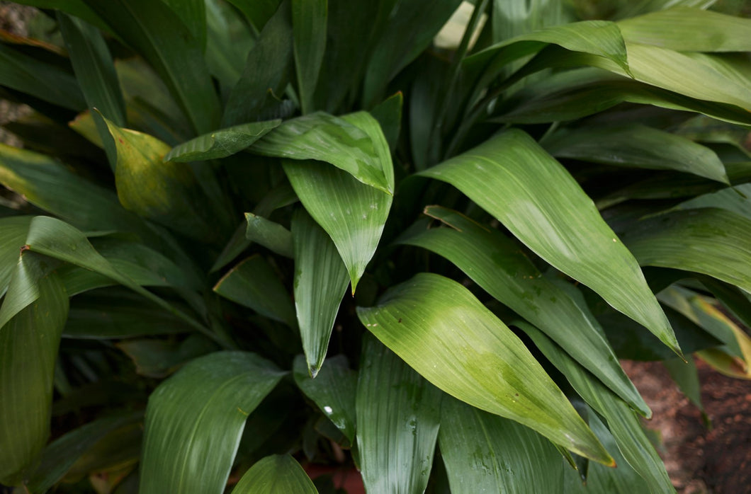 ASPIDISTRA ELATIOR CAST IRON PLANT
