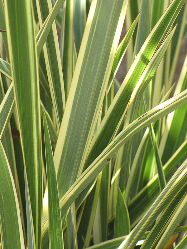 PHORMIUM WINGS OF GOLD