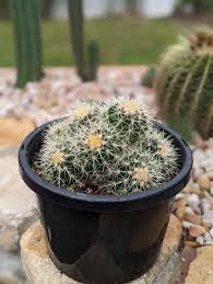 GOLDEN BARREL CACTUS 180MM