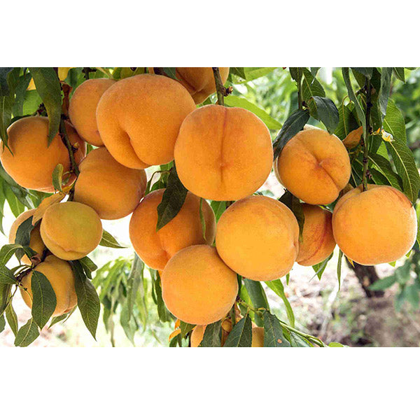 PRUNIS PERSICA GOLDEN QUEEN PEACH Sydney's Plant Market