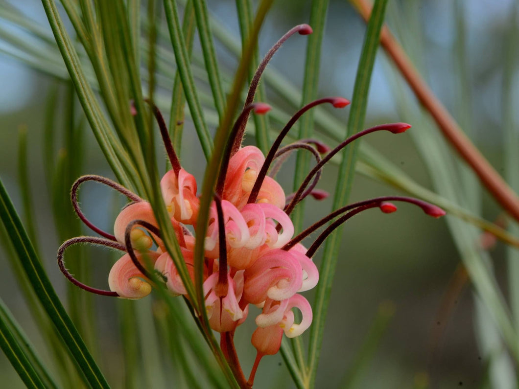 GREVILLEA BULLI PRINCESS