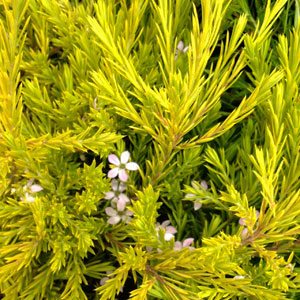 Coleonema Compactum - Gold Diosma Sydney's Plant Market