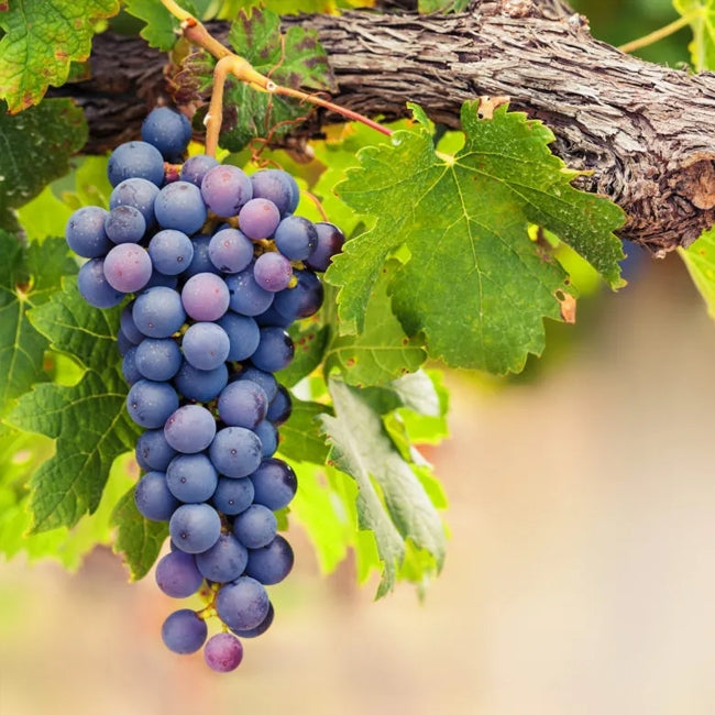'BLACK SHIRAZ' GRAPE