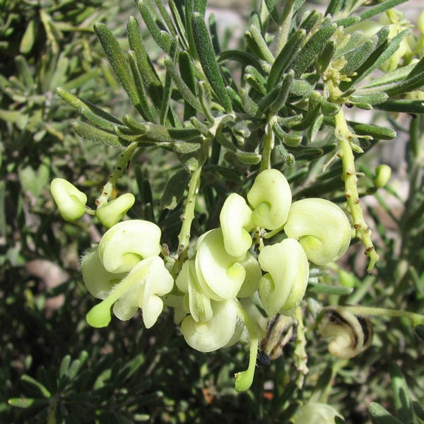 GREVILLEA MELLOW YELLOW
