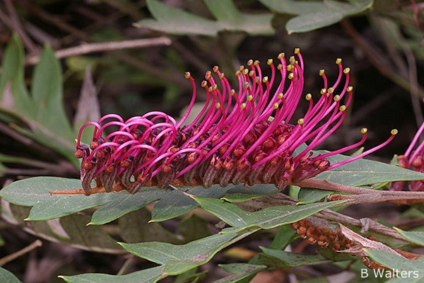 GREVILLEA ROYAL MANTLE
