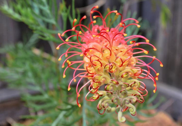GREVILLEA 'SUPERB'