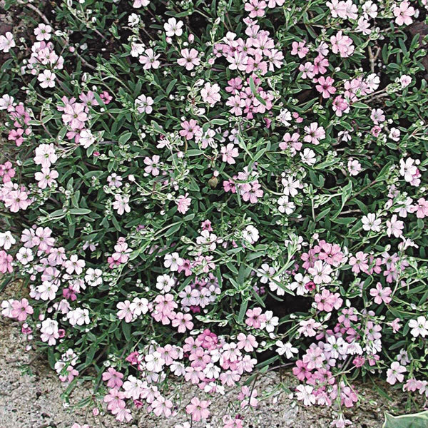 GYPSOPHILA ROSE