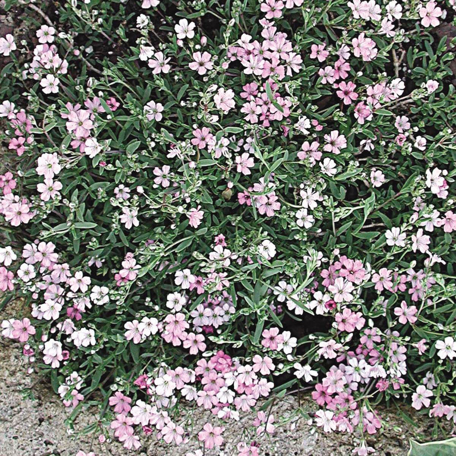 GYPSOPHILA ROSE