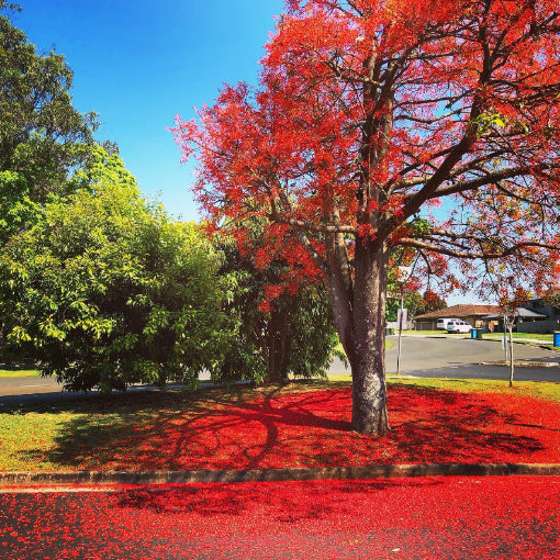 BRACHYCITION ACERIFOLIUS - ILLAWARRA FLAME TREE Sydney's Plant Market