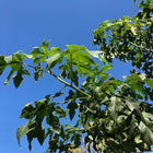 BRACHYCITION ACERIFOLIUS - ILLAWARRA FLAME TREE Sydney's Plant Market