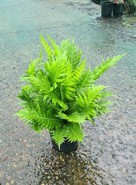 BLECHNUM GIBBUM SILVER LADY FERN