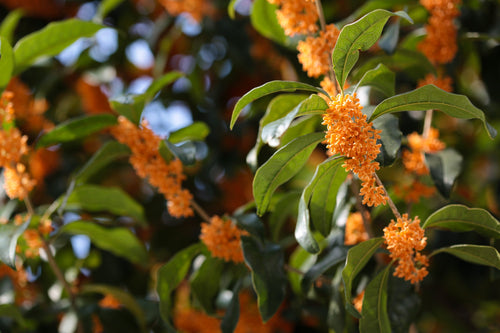 OSMANTHUS FRAGRANS Sydney's Plant Market