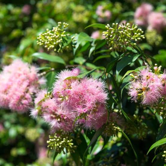 Lilly Pilly ‘Cascade’ (Syzygium luehmannii x wilsonii) - Sydney's Plant Market