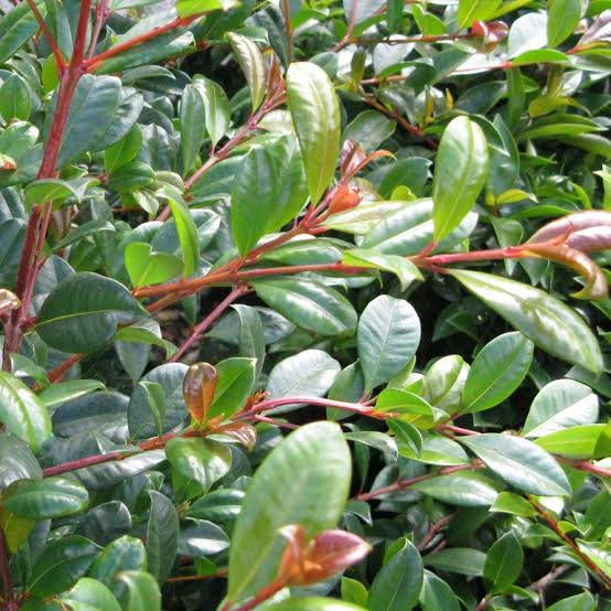 SYZYGIUM AUSTRALE - LILLY PILLY RESILIENCE - Sydney's Plant Market