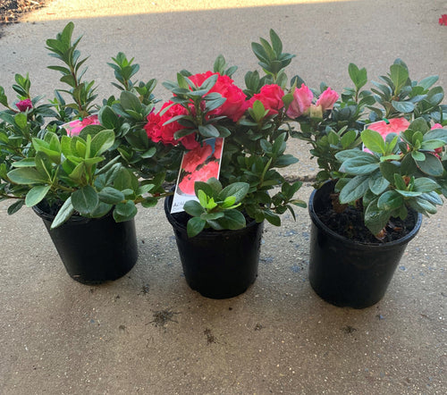 AZALEA ASSORTED Sydney's Plant Market