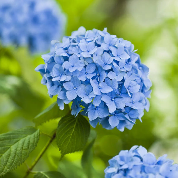 HYDRANGEA MACROPHYLLA